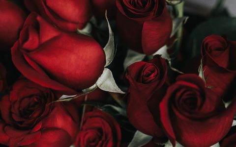 Image for Rozenblaadjes