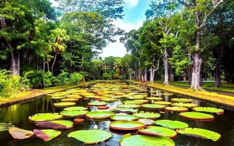 Image for 4. Sir Seewoosagur Ramgoolam Botanical Garden