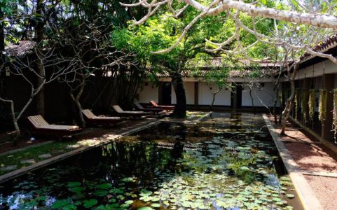 Image for Paraderende pauwen en vliegende honden