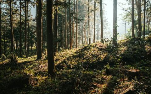 Image for 3. Gezondheidsvoordelen