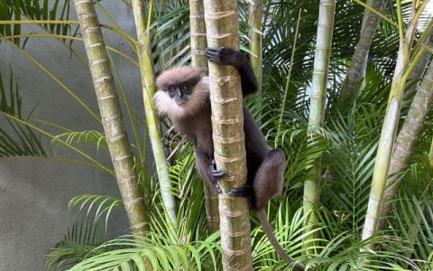 Image for Review Siddhalepa Ayurveda Retreat Sri Lanka