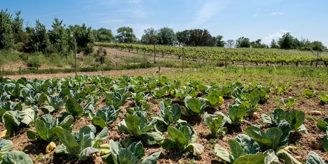 Castilla Termal Monasterio de Valbuena | Boerderij