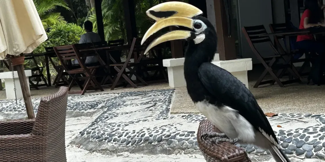 Toekan vrienden in Pangkor Laut Resort Maleisië
