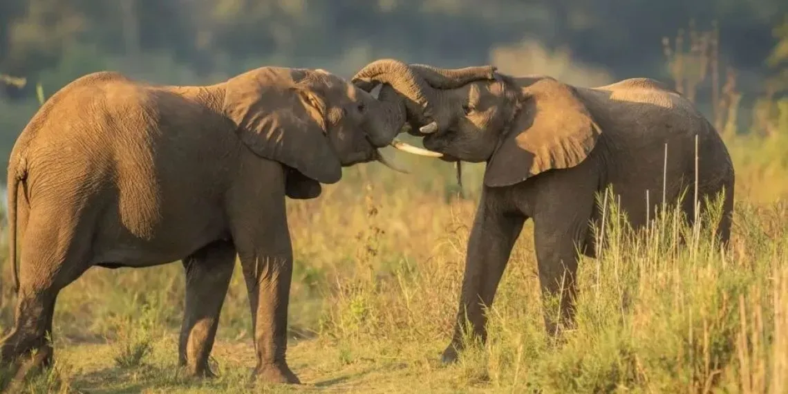twee olifanten vechten