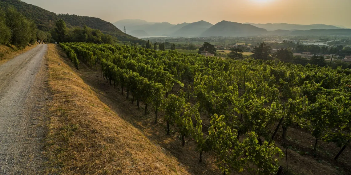 Wijngaard | L'Albereta Relais & Chateaux