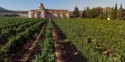 Castilla Termal Monasterio de Valbuena | Wijngaard