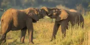 twee olifanten vechten