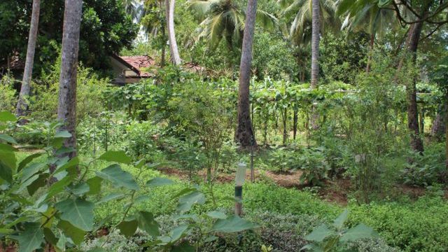 Standaard kamer tuinzicht - Rooms Lotus Villa Sri Lanka Ayurveda