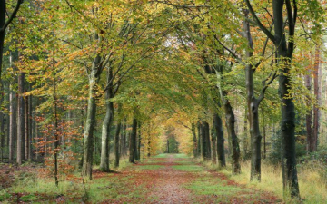 Puurenkuur weekend Retreats